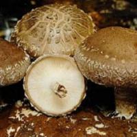 Large picture Shiitake Mushroom Extract Lentinus edodes