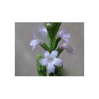 Large picture Verbena officinalis L. Extract
