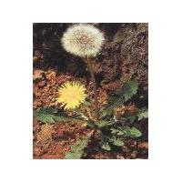 Large picture dandelion extract  (sales6 at lgberry  dot
