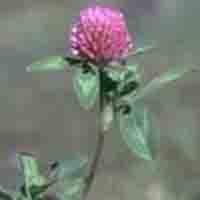 Large picture Red Clover P.E.