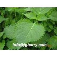 Large picture Perilla Leaf extract