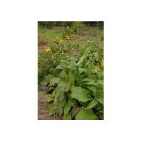 Large picture Inula helenium extract