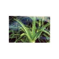 Large picture Aloe vera extract