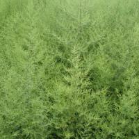 Large picture Sweet Wormwood Herb Extract