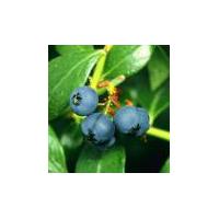 Large picture blueberry   anthocyanin