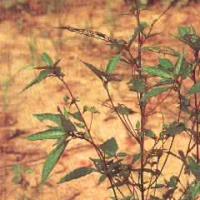 Large picture acalypha australis