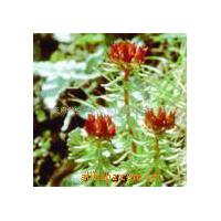 Large picture Rhodiola Rosea Extract