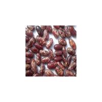 Large picture purple speckled kidney beans