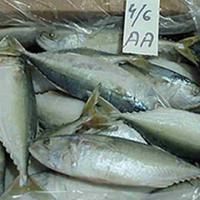 Large picture indian mackerel