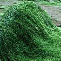 Large picture Spirulina Powder(Algae Chlorella Spirulina)