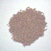 Large picture Cumminseeds