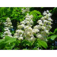 Large picture Horse Chestnut Extract Aesculus hippocastanum