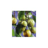 Large picture Garcinia Cambogia Extract Powder