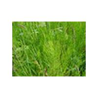 Large picture Horsetail Extract Equisetum arvense