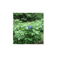 Large picture Siberian Ginseng P.E.