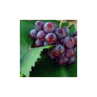 Large picture Red grape Juice Concentrate