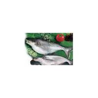 Large picture Pangasius, Basa, Swai, Dorry fish