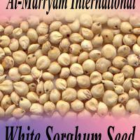 Large picture sorghum seed