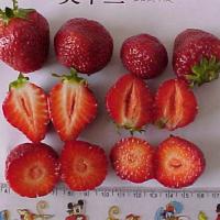Large picture IQF STRAWBERRY