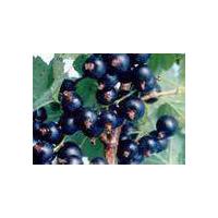 Large picture iqf black currant(sales6 at lgberry  