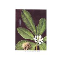 Large picture supply Magnolia Bark P.E.(Magnolol+Honokiol 90%HPL
