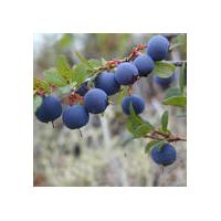 Large picture Bluberry Powder Extract 25% Anthocyanidins