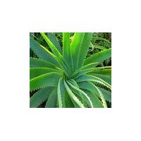 Large picture Aloe Vera Extract 100:1, 200:1, 10%-60% Barbaloin