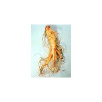 Large picture Ginseng Root Extract 80% Ginsenosides