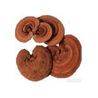 Large picture supply -- Reishi mushroom Extract 10%-65%Polysacch