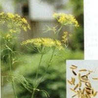 Large picture Sweet Fennel Extract