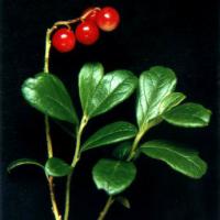 Large picture Lingonberry  extract