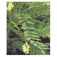 Large picture Sophora flavescens  Extract