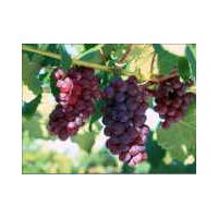 Large picture grape seed oil