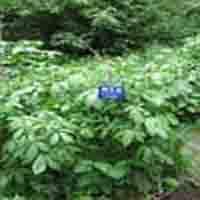Large picture Siberian Ginseng P.E.