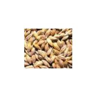 Large picture Oat   extract  (info3@sports-ingredient.com)