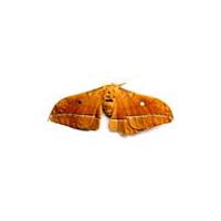 Large picture male silk moth extract(info3@sports-ingredient.com