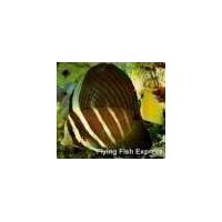 Large picture PACIFIC SAILFIN TANG