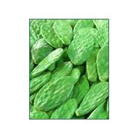 Large picture cactus extract (info3@sports-ingredient.com)