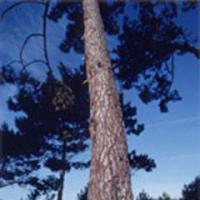 Large picture pine bark extract  (info3@sports-ingredient.com)