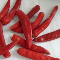 Large picture frozen fresh chili