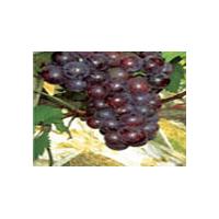 Large picture Grape Seed Extract