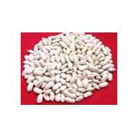 Large picture White kidney bean P.E.