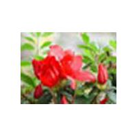 Large picture Dahurian Rhodoendron Extract