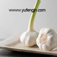 Large picture chinese garlic