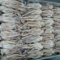 Large picture Frozen Seafood_Squid Tentacles