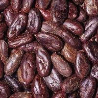 Large picture COCOA BEANS SEED