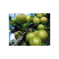 Large picture Amla /Phyllanthus emblica Extract -- yysale4