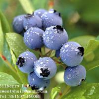 Large picture Bilberry Extract sweetyhuir(at)hotmail(dot)com