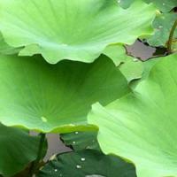 Large picture Lotus leaf P.E sweetyhuir(at)hotmail(dot)com