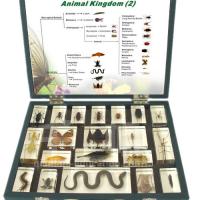 Large picture Biology Specimen - Animal Kingdom (II)